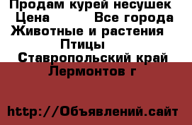 Продам курей несушек › Цена ­ 350 - Все города Животные и растения » Птицы   . Ставропольский край,Лермонтов г.